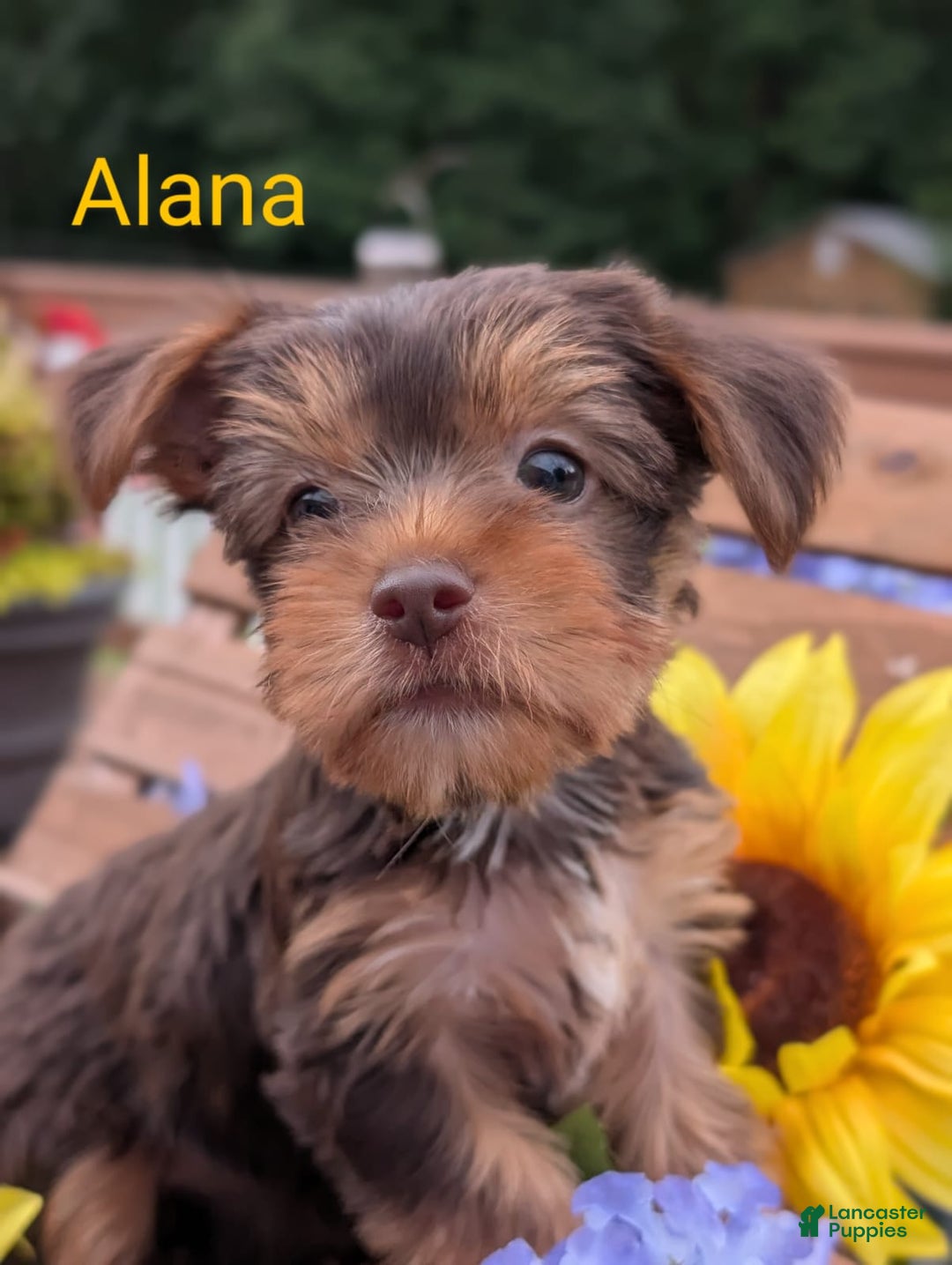 Yorkshire Terrier dogs for sale: Yorkshire Terrier 4 puppies - Image 3