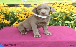 Labrador Retriever dogs for sale: Candice - Image 1