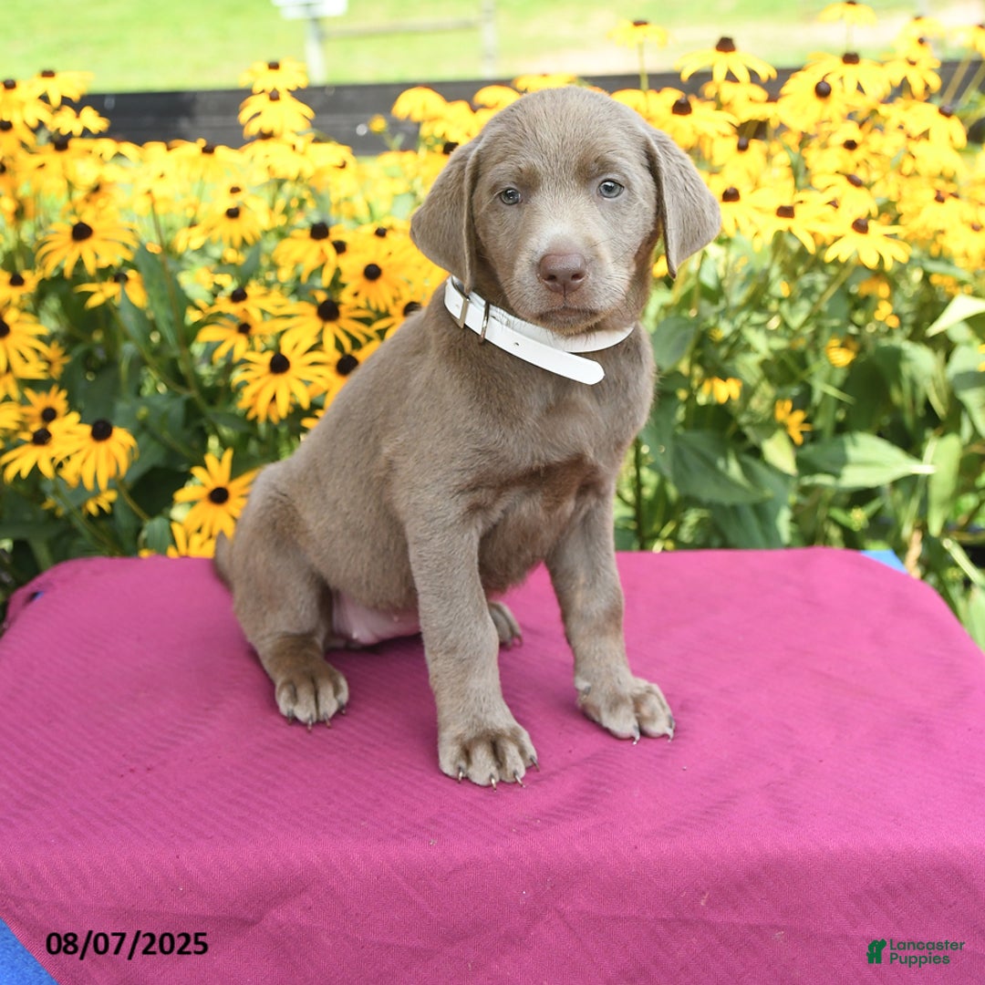 Labrador Retriever dogs for sale: Candice - Image 1
