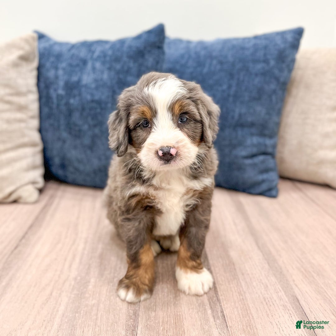 Mini Bernedoodle dogs for sale: Archie - Image 1