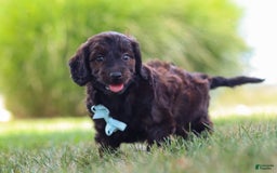 Miniature Dachshund dogs for sale: Marochino - Image 6