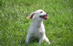 Cavapoo dogs for sale: Mariah - Image 11