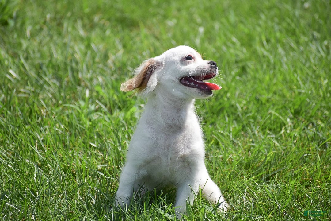 Cavapoo dogs for sale: Mariah - Image 11