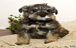 Miniature Schnauzer dogs for sale: Rover - Image 2