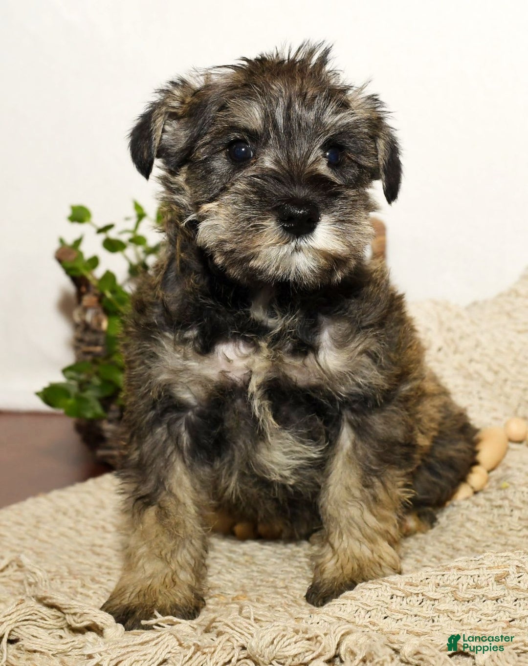 Miniature Schnauzer dogs for sale: Rover - Image 2