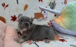 French Bulldog dogs for sale: Fiona - Image 4