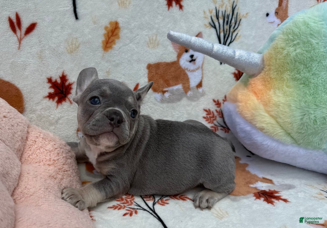 French Bulldog dogs for sale: Fiona - Image 4