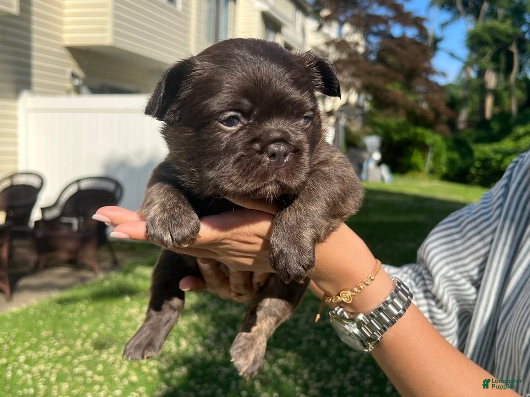 French Bulldog dogs for sale: Jelly Belly The Fluffy - Image 3