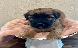 Soft Coated Wheaten Terrier dogs for sale: Molly - Image 1