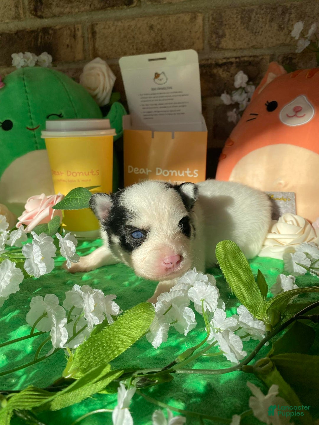 Pomsky dogs for sale: Nitro - Image 12