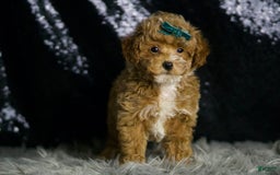 Maltipoo dogs for sale: Dominic - Image 4