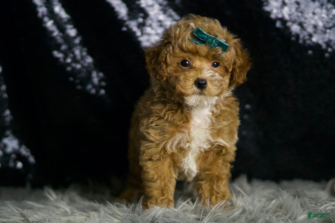 Maltipoo dogs for sale: Dominic - Image 4
