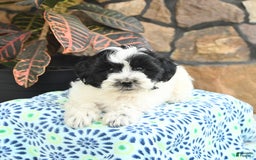 Teddy Bear dogs for sale: Baxter - Image 1