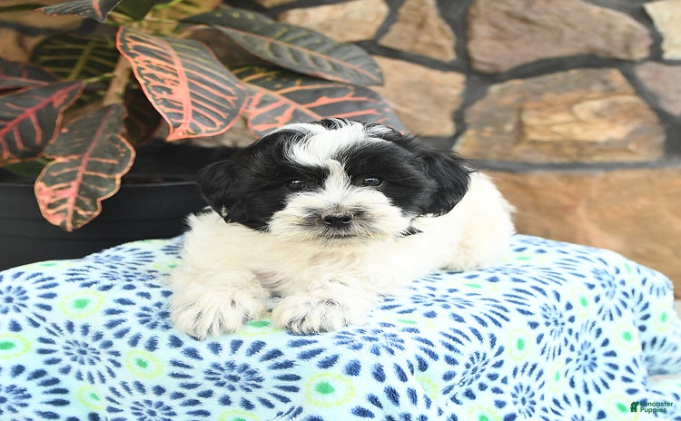 Teddy Bear dogs for sale - Ad 1