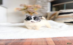 Pomeranian dogs for sale: Jake - Image 1