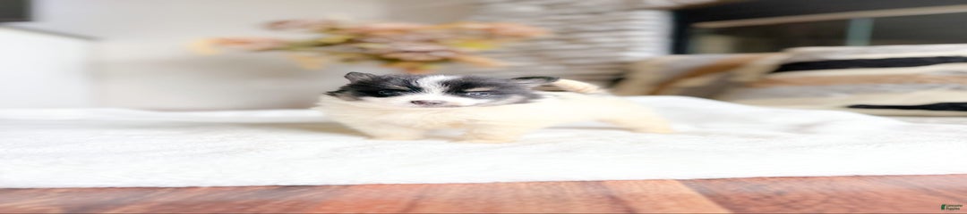 Jake