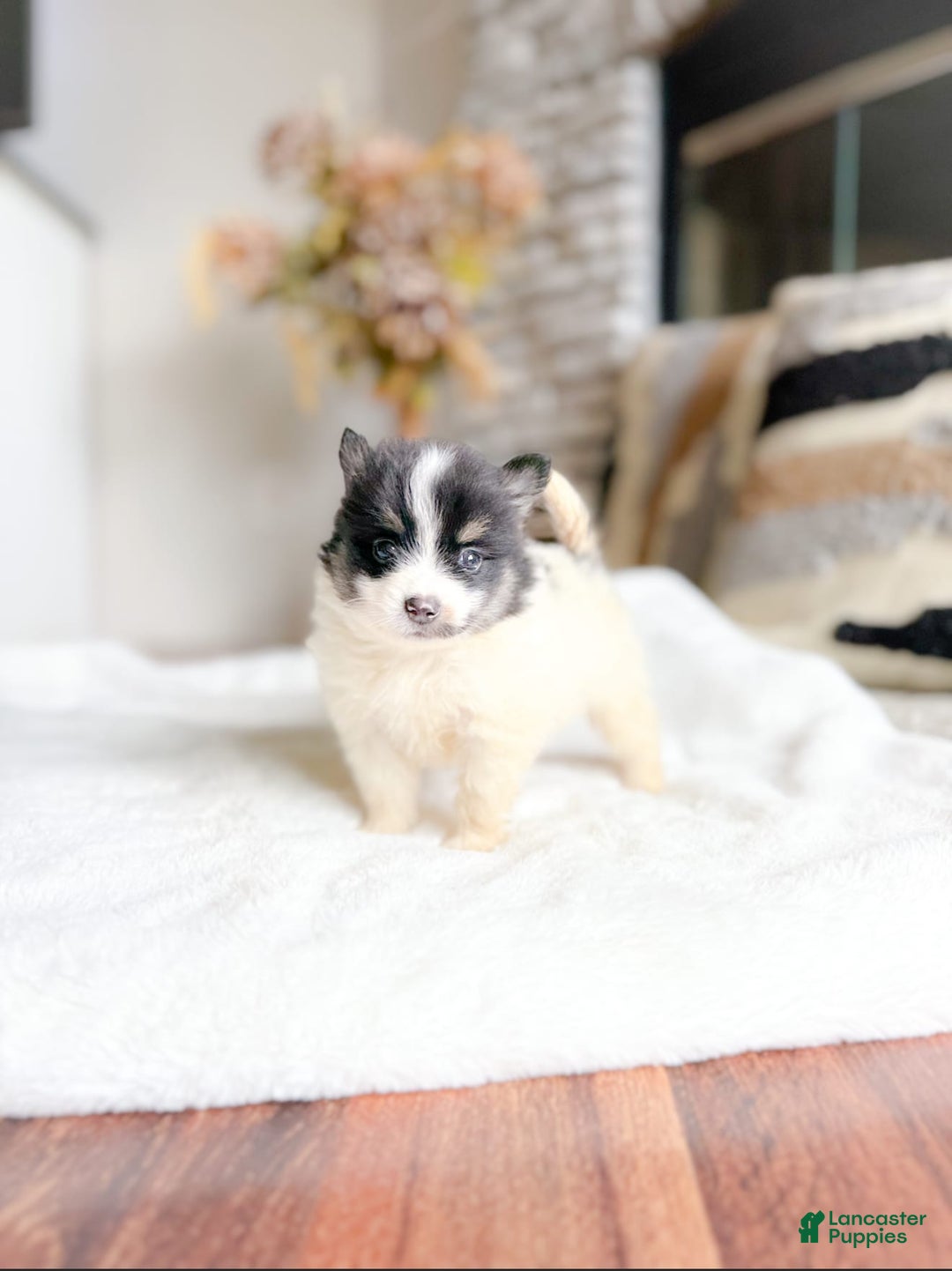 Pomeranian dogs for sale: Jake - Image 1