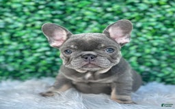 French Bulldog dogs for sale: Izzy - Image 5