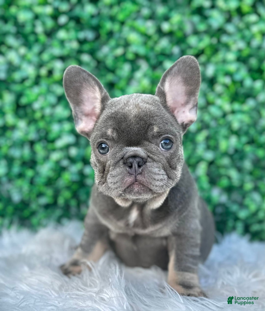 French Bulldog dogs for sale: Izzy - Image 5