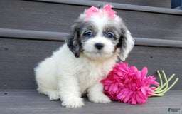 Cockapoo dogs for sale: Peaches - Image 3