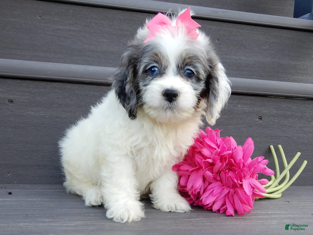 Cockapoo dogs for sale: Peaches - Image 3