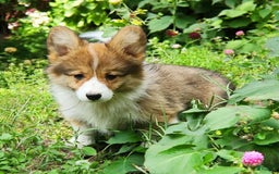Welsh Corgi Pembroke dogs for sale: Trey Fluffy - Image 3