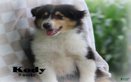 categoriesInfo:categoryAttributeOptions.pets.dogs.breed.roughCollie dogs for sale: Kody - Image 6
