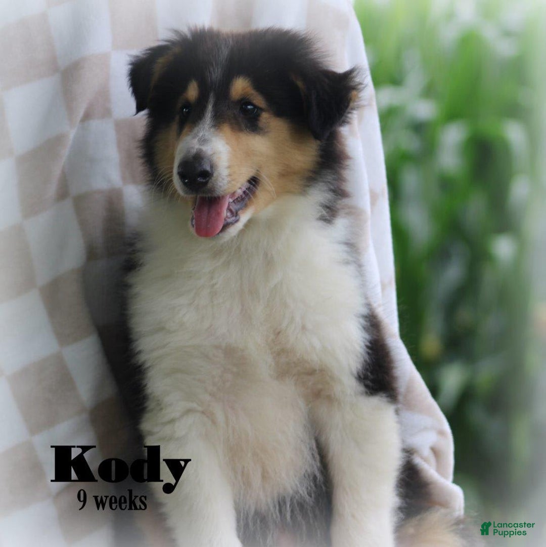 categoriesInfo:categoryAttributeOptions.pets.dogs.breed.roughCollie dogs for sale: Kody - Image 6
