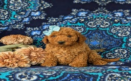 Mini Goldendoodle dogs for sale: Giovanna Hypoallergenic - Image 2