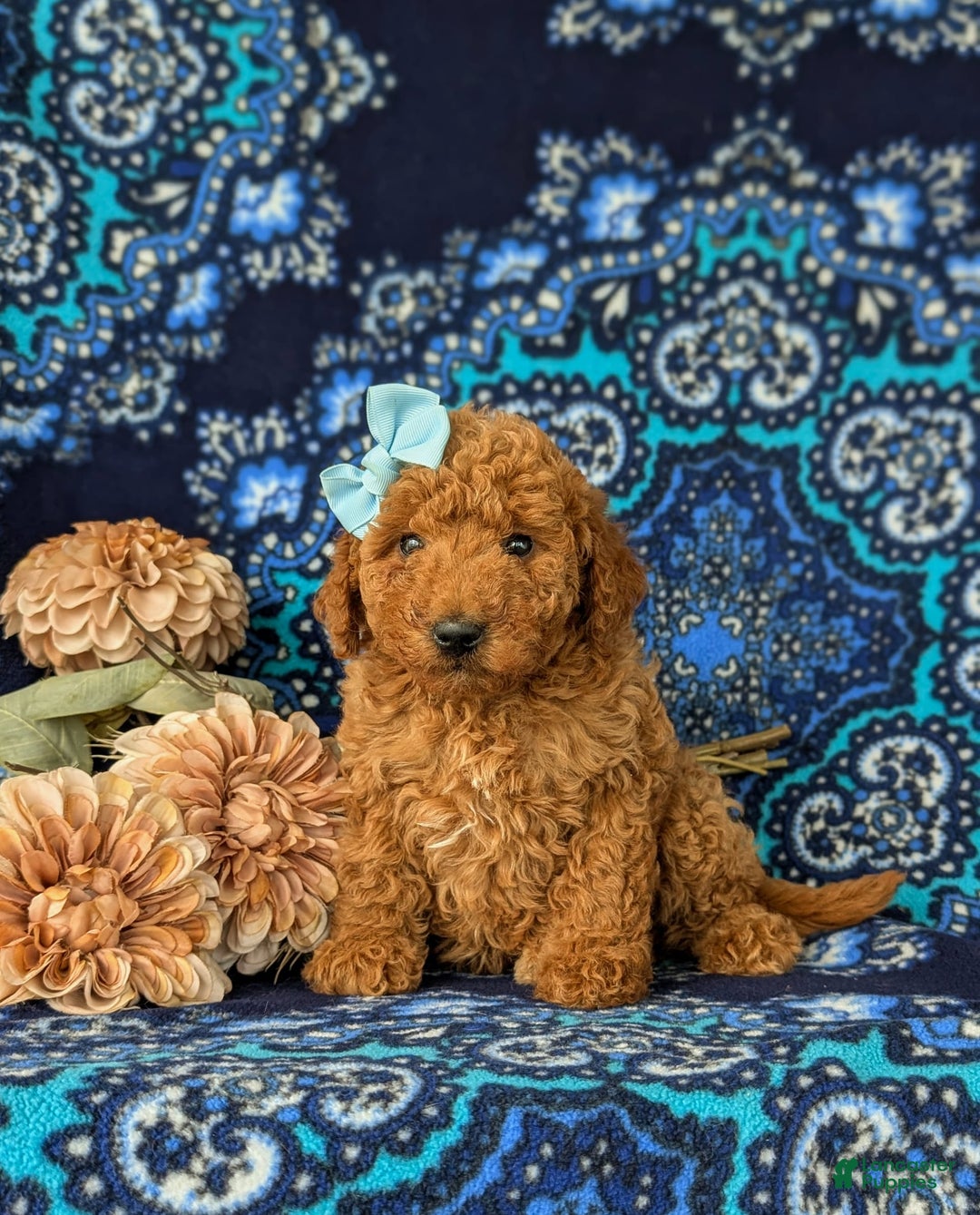 Mini Goldendoodle dogs for sale: Giovanna Hypoallergenic - Image 2