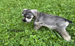 Miniature Schnauzer dogs for sale: Miniature Schnauzer 6 puppies - Image 7