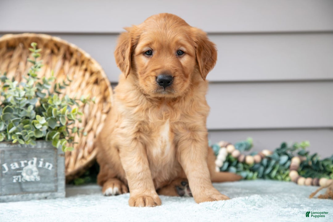 Golden Retriever dogs for sale: Newton - Image 1