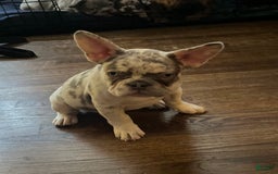 French Bulldog dogs for sale: Sky - Image 3