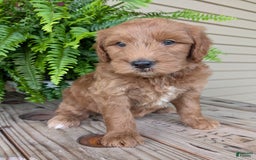 Goldendoodle dogs for sale: Cash - Image 39