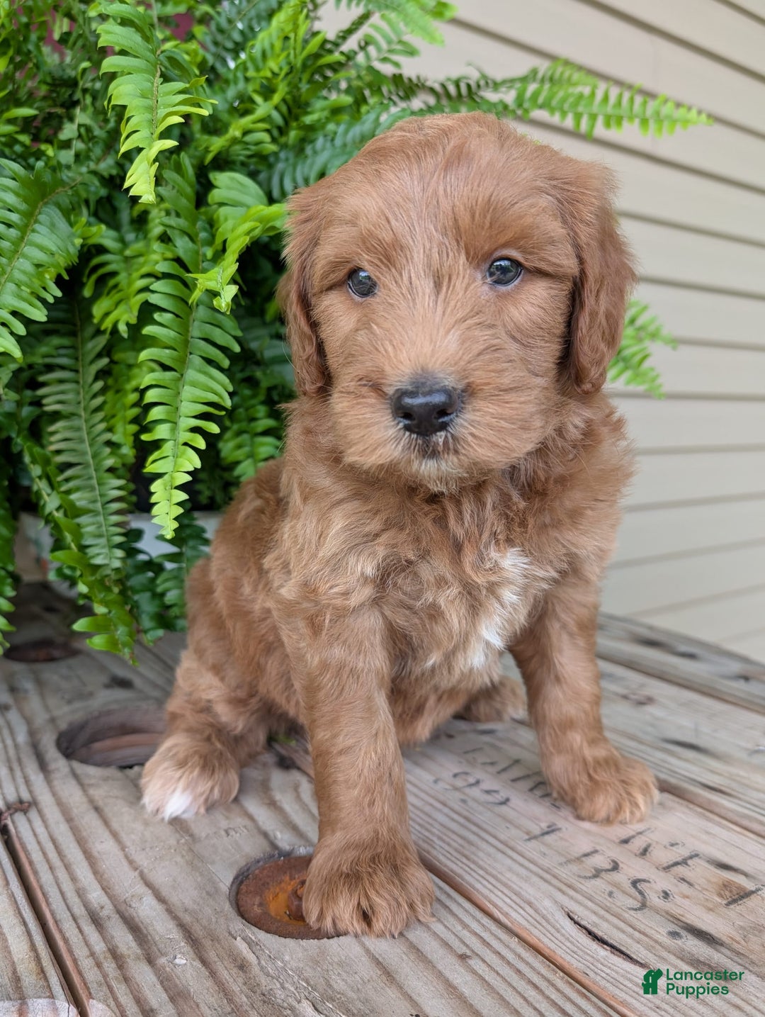 Goldendoodle dogs for sale: Cash - Image 39