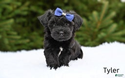Havapoo dogs for sale: Tyler - Image 2