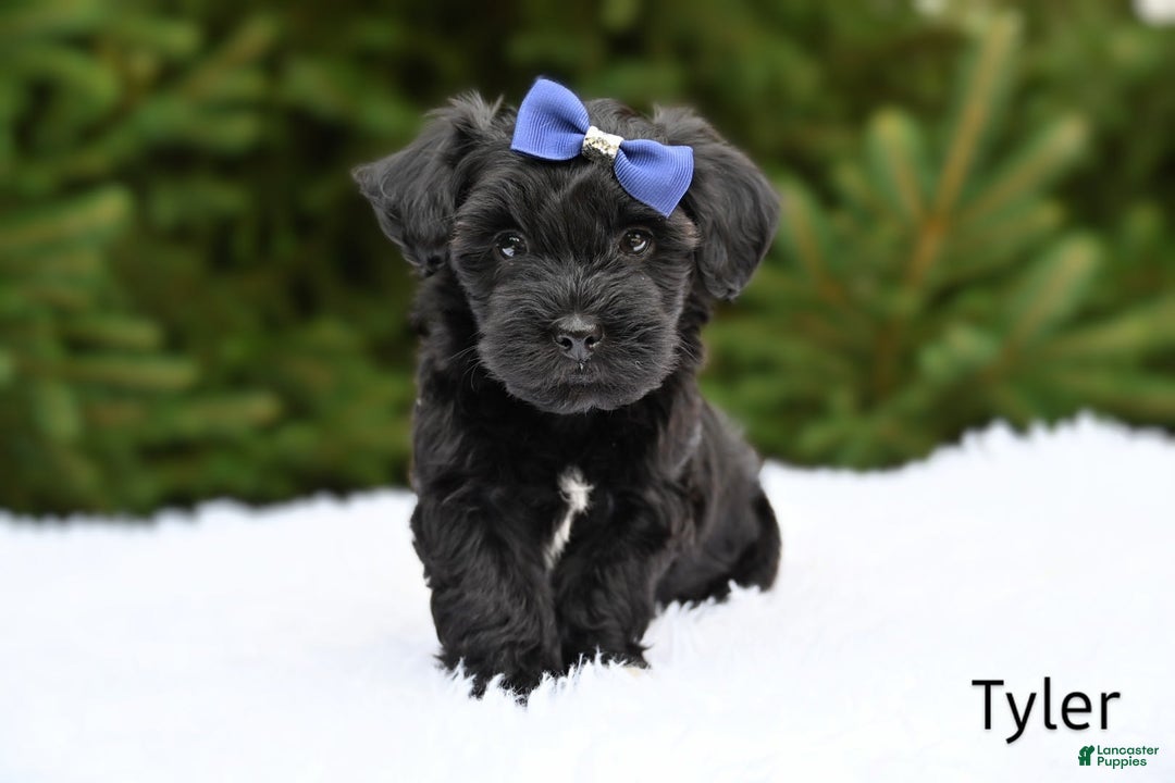 Havapoo dogs for sale: Tyler - Image 2