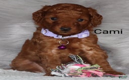 Mini Goldendoodle dogs for sale: Cami - Image 30