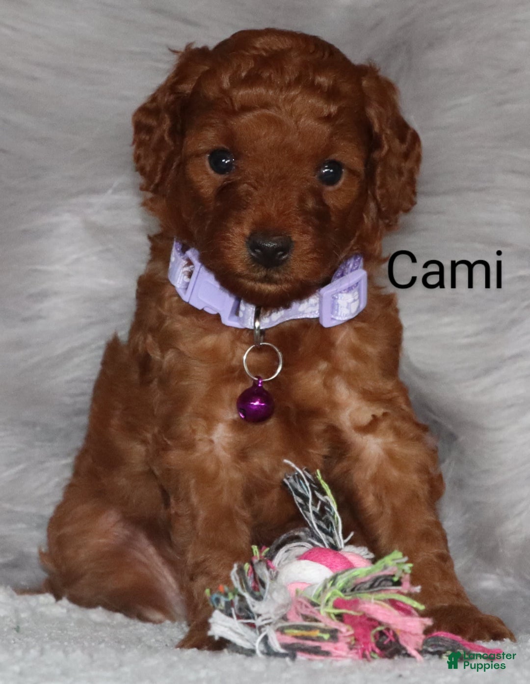 Mini Goldendoodle dogs for sale: Cami - Image 30