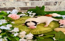 Pomsky dogs for sale: Nitro - Image 2
