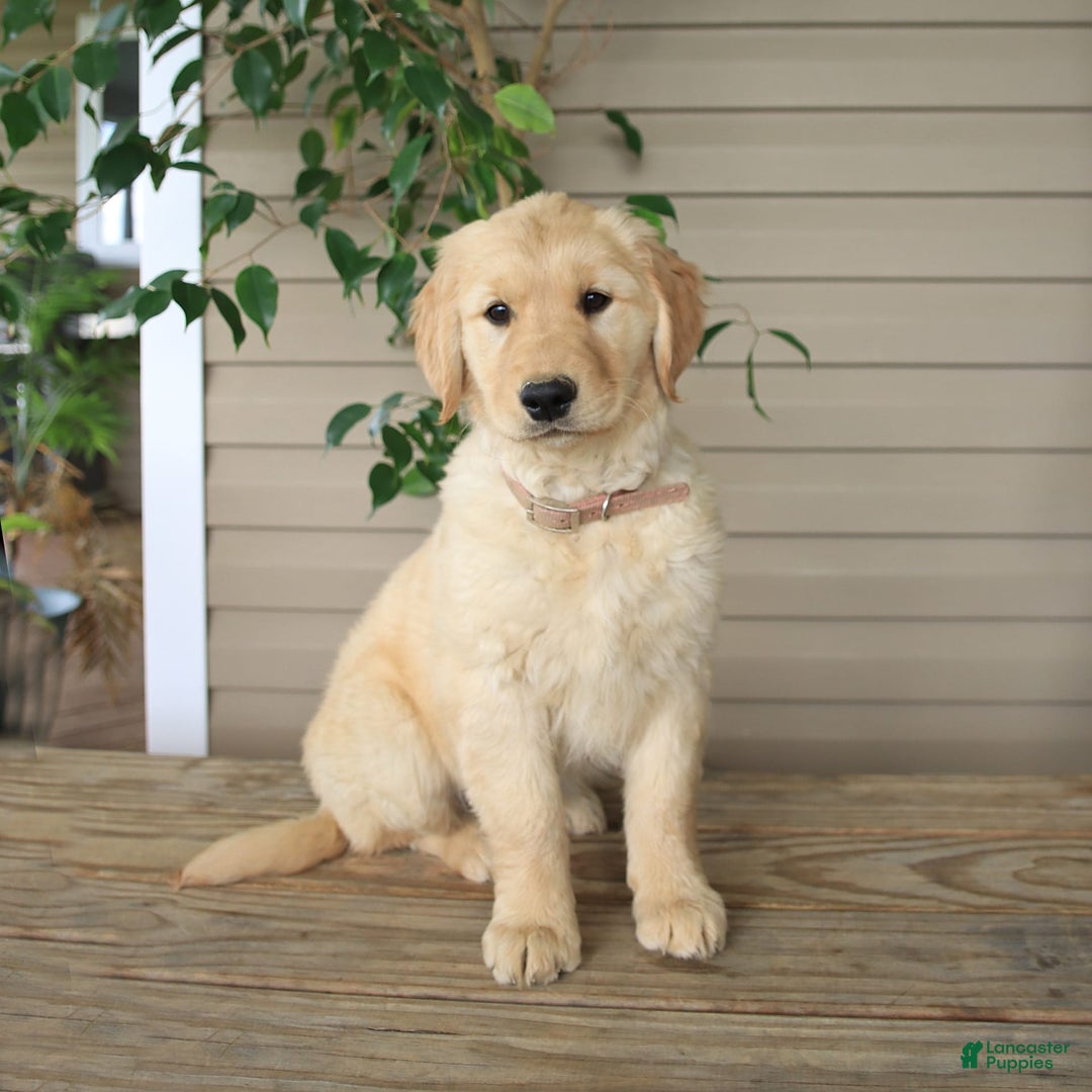 Golden Retriever dogs for sale: April - Image 7