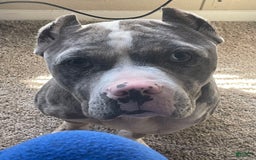 American Bully dogs for sale: Louis - Image 3