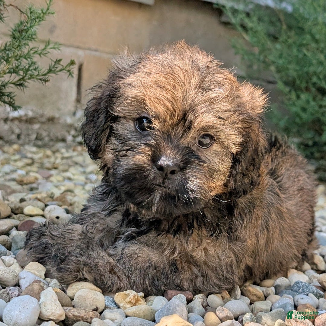 Lhasa Apso dogs for sale: Grizzly - Image 8