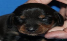 Miniature Dachshund dogs for sale: Lyla Male - Image 3