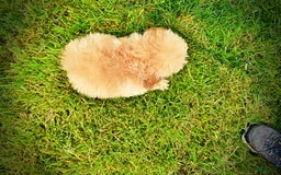 Havapoo dogs for sale: Twinkie - Image 10
