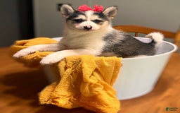 Pomsky dogs for sale: Sweet Rain - Image 22
