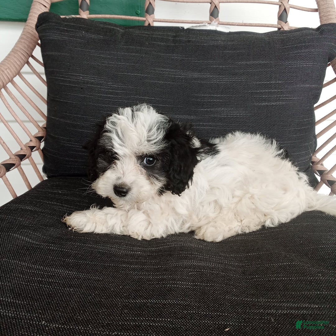 Havapoo dogs for sale: Bobby - Image 3