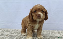 Cocker Spaniel dogs for sale: Scout - Image 7