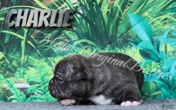 American Bully dogs for sale: Bravo - Image 8