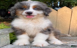 Mini Bernedoodle dogs for sale: 🤎 In Boston Massachusetts 🤎 Two Blue Eyes 🤎 Mini Bernedoodle 🤎 - Image 5